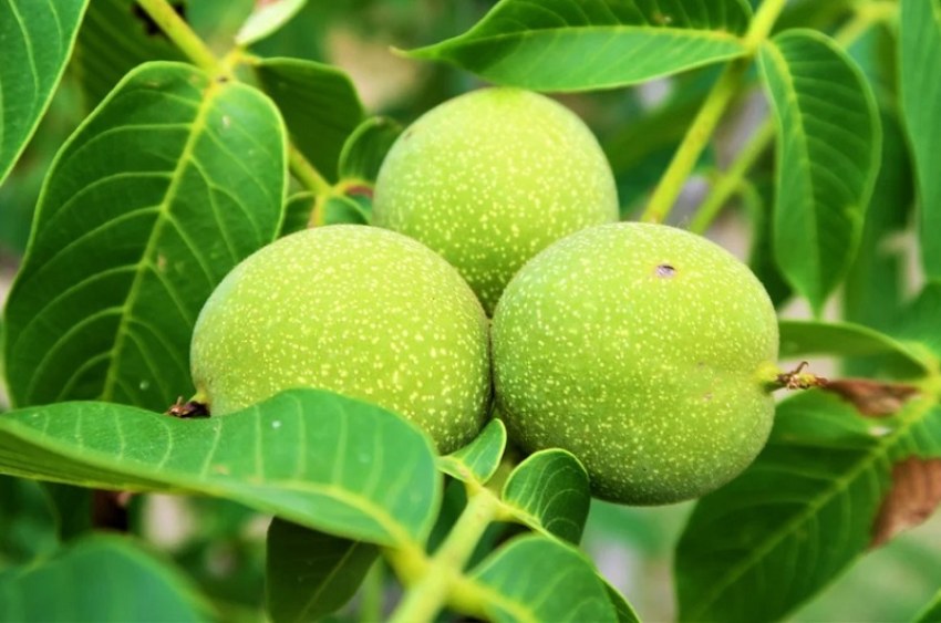 شرایط اقلیمی نهال گردو کاغذی