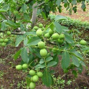 تولید نهال گردو دماوند