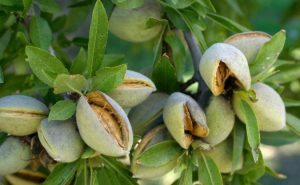 انواع نهال بادام سنگی