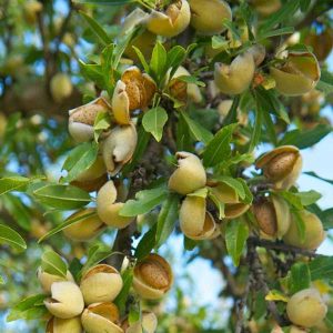 خرید نهال بادام مامایی