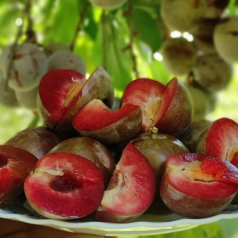 ویزگی نهال الو خاکی
