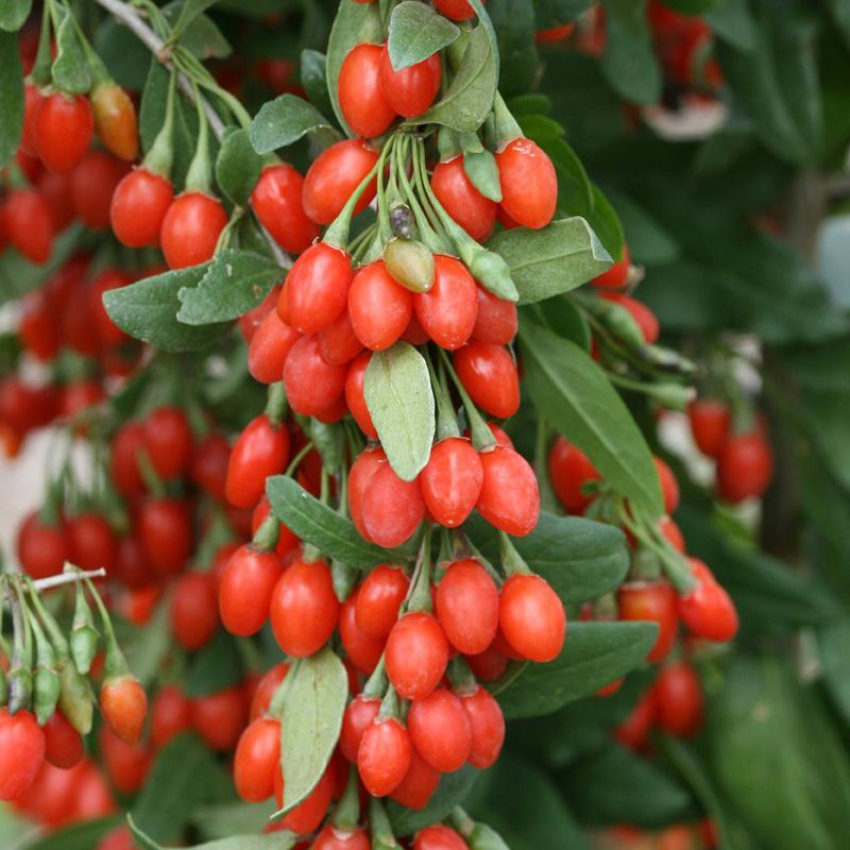 نگهداری اصولی نهال گوجه بری