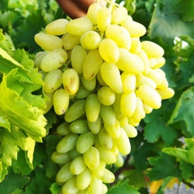 شرایط اقلیمی نهال انگور پیکامی