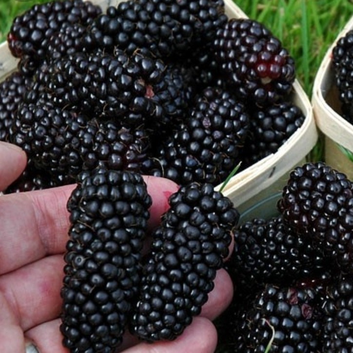 نگهداری نهال شاه توت