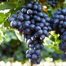 خرید نهال انگور مویز 