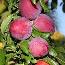 خرید نهال آلو سانتریزه