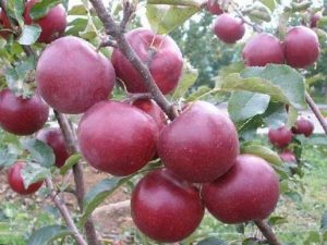 نگه داری از سیب قرمز فرانسه