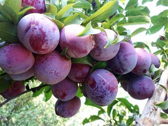 خرید نهال آلو اختری