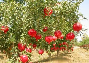 خرید نهال انار ساوه