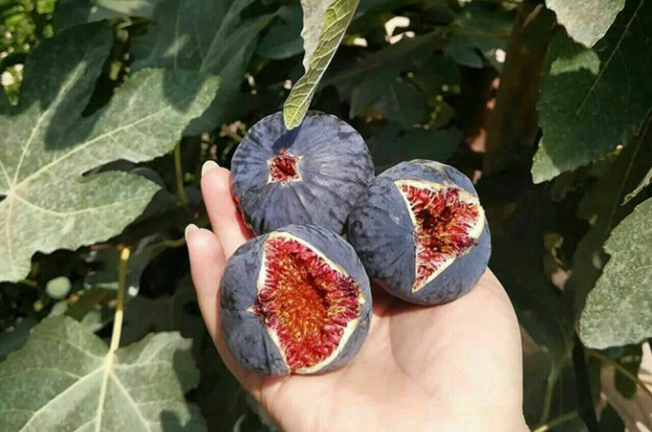 خرید نهال انجیر سیاه