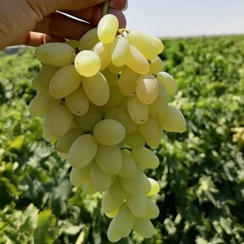 خرید نهال انگور عسگری