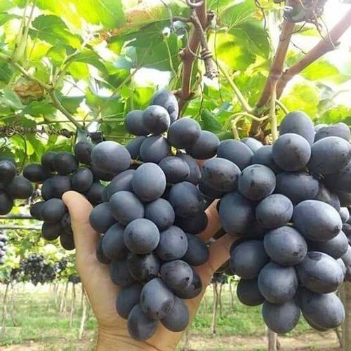 خرید نهال انگور فرانسوی