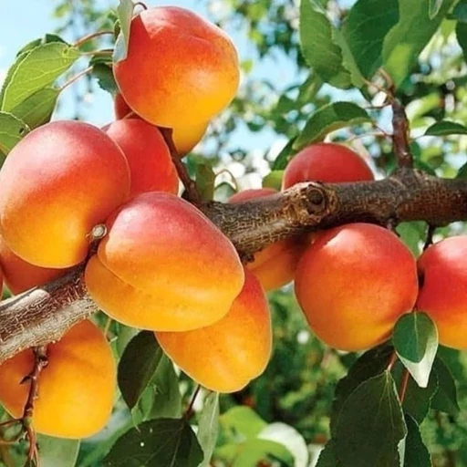 خرید نهال زردآلو نصیری