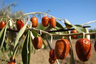 خرید نهال سنجد حاج حسینی