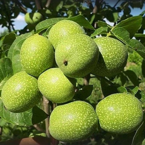 خرید نهال گردو لارا