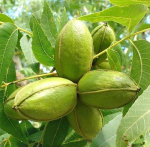 خرید نهال گردو پکان