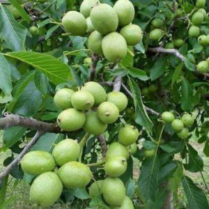 نگه داری از نها گردو اسرائیلی