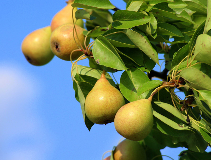 خرید نهال گلابی بیروتی