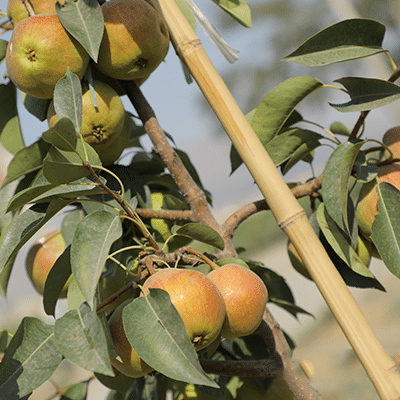 نهال گلابی درگزی