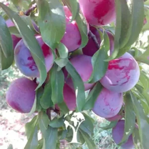 فروش نهال آلو شرابی