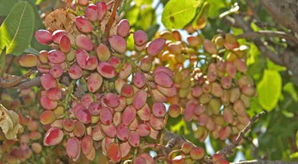 نهال پسته اکبری