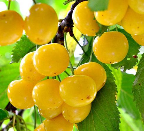 خرید نهال گیلاس زرد