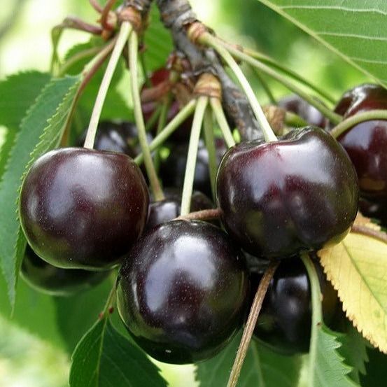 خرید نهال گیلاس تکدانه