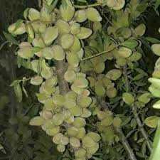 تولید نهال بادام فرانیس