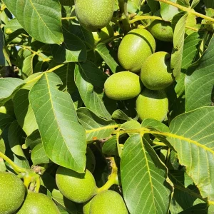 نهال گردو فرنور