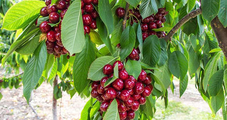 نهال گیلاس دلارکا