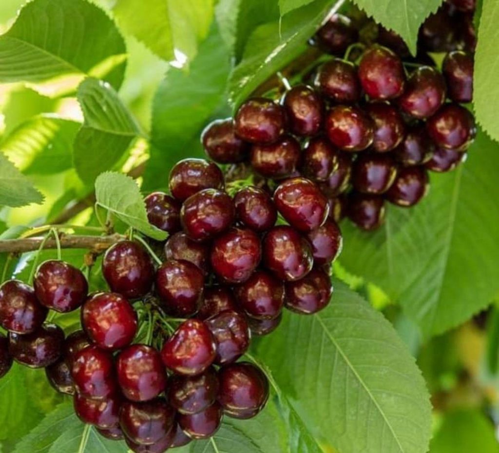 خرید نهال گیلاس خوشه ای