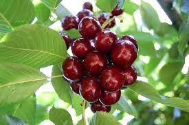 خرید نهال گیلاس رژینا