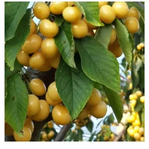 نهال گیلاس زرد ارومیه