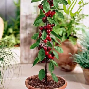 خرید نهال گیلاس پایه رویشی