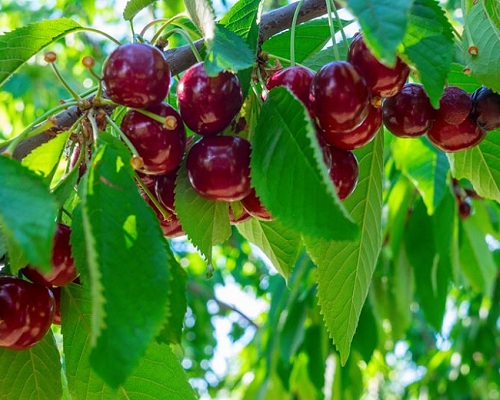 خرید نهال گیلاس بینگ