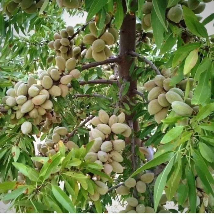 نهال-بادام-آذر شرایط اقلیمی نهال-بادام-آذر