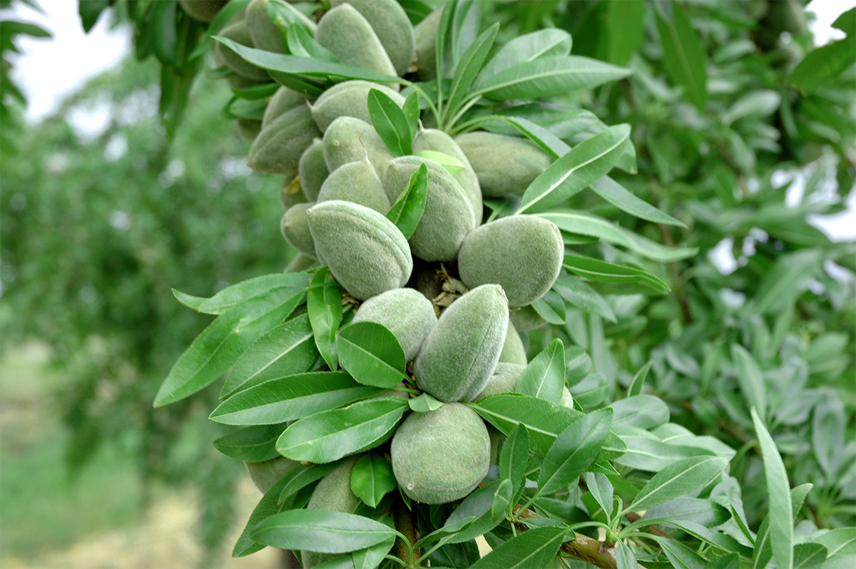 کاشت نهال-بادام-آذر