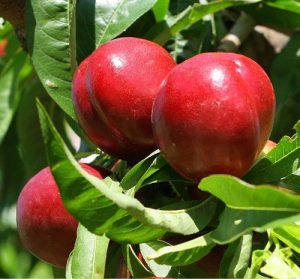 تولید نهال شلیل مغان