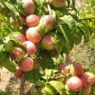 _شلیل شمس تولید نهال شلیل شمس