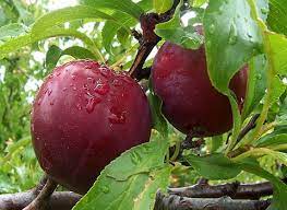 نهال آلو بخارا نهالستان وکیلی خرید نهال آلو بخارا